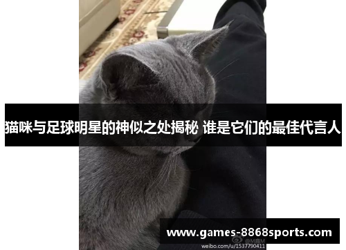 猫咪与足球明星的神似之处揭秘 谁是它们的最佳代言人